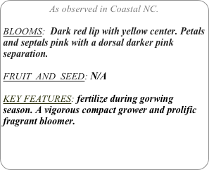 As observed in Coastal NC.

BLOOMS:  Dark red lip with yellow center. Petals and septals pink with a dorsal darker pink separation.

FRUIT  AND  SEED: N/A

KEY FEATURES: fertilize during gorwing season. A vigorous compact grower and prolific fragrant bloomer.  