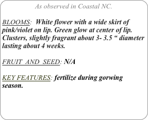 As observed in Coastal NC.

BLOOMS:  White flower with a wide skirt of pink/violet on lip. Green glow at center of lip. Clusters, slightly fragrant about 3- 3.5 “ diameter lasting about 4 weeks.

FRUIT  AND  SEED: N/A

KEY FEATURES: fertilize during gorwing season.