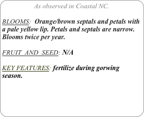 As observed in Coastal NC.

BLOOMS:  Orange/brown septals and petals with a pale yellow lip. Petals and septals are narrow.
Blooms twice per year.

FRUIT  AND  SEED: N/A

KEY FEATURES: fertilize during gorwing season.