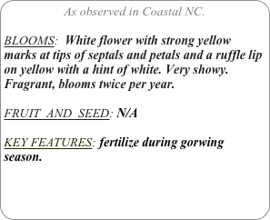 As observed in Coastal NC.

BLOOMS:  White flower with strong yellow marks at tips of septals and petals and a ruffle lip on yellow with a hint of white. Very showy. Fragrant, blooms twice per year.

FRUIT  AND  SEED: N/A

KEY FEATURES: fertilize during gorwing season.