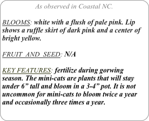 As observed in Coastal NC.

BLOOMS: white with a flush of pale pink. Lip shows a ruffle skirt of dark pink and a center of bright yellow.

FRUIT  AND  SEED: N/A

KEY FEATURES: fertilize during gorwing season. The mini-cats are plants that will stay under 6” tall and bloom in a 3-4” pot. It is not uncommon for mini-cats to bloom twice a year and occasionally three times a year.