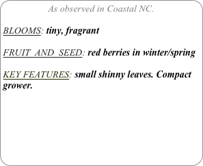 As observed in Coastal NC.

BLOOMS: tiny, fragrant

FRUIT  AND  SEED: red berries in winter/spring

KEY FEATURES: small shinny leaves. Compact grower.
