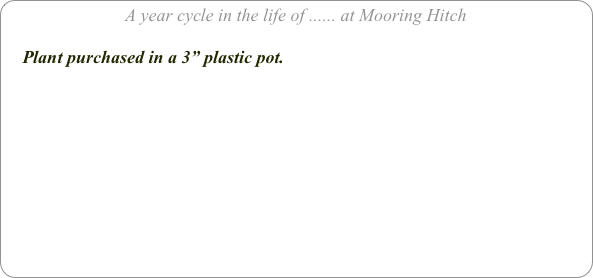 A year cycle in the life of ...... at Mooring Hitch

    Plant purchased in a 3” plastic pot.