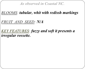 As observed in Coastal NC.

BLOOMS: tubular, whit with redissh markings

FRUIT  AND  SEED: N/A

KEY FEATURES: fuzzy and soft it presents a irregular rossette. 
