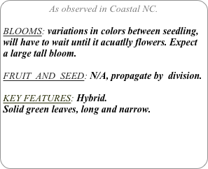 As observed in Coastal NC.

BLOOMS: variations in colors between seedling, will have to wait until it acuatlly flowers. Expect a large tall bloom.

FRUIT  AND  SEED: N/A, propagate by  division.

KEY FEATURES: Hybrid.
Solid green leaves, long and narrow.

