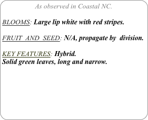 As observed in Coastal NC.

BLOOMS: Large lip white with red stripes.

FRUIT  AND  SEED: N/A, propagate by  division.

KEY FEATURES: Hybrid.
Solid green leaves, long and narrow.

