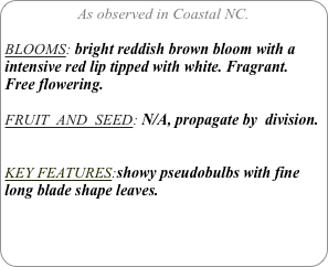 As observed in Coastal NC.

BLOOMS: bright reddish brown bloom with a intensive red lip tipped with white. Fragrant. Free flowering.

FRUIT  AND  SEED: N/A, propagate by  division.


KEY FEATURES:showy pseudobulbs with fine long blade shape leaves.
