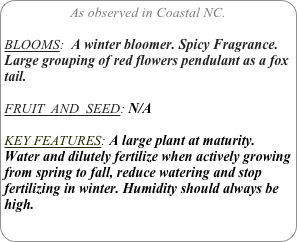 As observed in Coastal NC.

BLOOMS:  A winter bloomer. Spicy Fragrance.
Large grouping of red flowers pendulant as a fox tail.

FRUIT  AND  SEED: N/A

KEY FEATURES: A large plant at maturity.
Water and dilutely fertilize when actively growing from spring to fall, reduce watering and stop fertilizing in winter. Humidity should always be high.