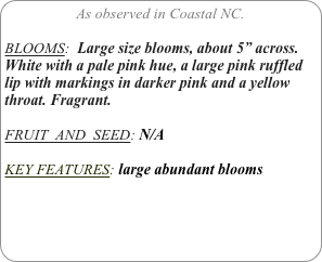 As observed in Coastal NC.

BLOOMS:  Large size blooms, about 5” across. White with a pale pink hue, a large pink ruffled lip with markings in darker pink and a yellow throat. Fragrant.

FRUIT  AND  SEED: N/A

KEY FEATURES: large abundant blooms