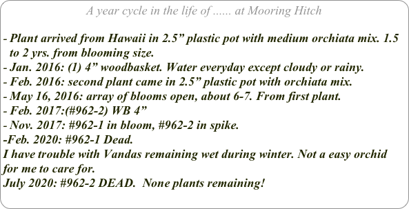 A year cycle in the life of ...... at Mooring Hitch

Plant arrived from Hawaii in 2.5” plastic pot with medium orchiata mix. 1.5 to 2 yrs. from blooming size.
Jan. 2016: (1) 4” woodbasket. Water everyday except cloudy or rainy.
Feb. 2016: second plant came in 2.5” plastic pot with orchiata mix.
May 16, 2016: array of blooms open, about 6-7. From first plant.
Feb. 2017:(#962-2) WB 4”
Nov. 2017: #962-1 in bloom, #962-2 in spike.
-Feb. 2020: #962-1 Dead. 
I have trouble with Vandas remaining wet during winter. Not a easy orchid for me to care for.
July 2020: #962-2 DEAD.  None plants remaining!