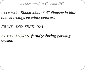 As observed in Coastal NC.

BLOOMS:  Bloom about 3.5” diamete in blue tone markings on white contrast.

FRUIT  AND  SEED: N/A

KEY FEATURES: fertilize during gorwing season. 