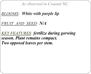 As observed in Coastal NC.

BLOOMS:  White with purple lip

FRUIT  AND  SEED: N/A

KEY FEATURES: fertilize during gorwing season. Plant remains compact. 
Two opposed leaves per stem.