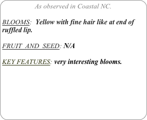 As observed in Coastal NC.

BLOOMS:  Yellow with fine hair like at end of ruffled lip.

FRUIT  AND  SEED: N/A

KEY FEATURES: very interesting blooms.
