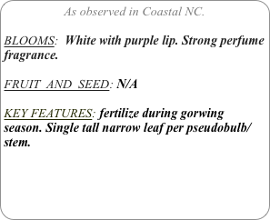 As observed in Coastal NC.

BLOOMS:  White with purple lip. Strong perfume fragrance.

FRUIT  AND  SEED: N/A

KEY FEATURES: fertilize during gorwing season. Single tall narrow leaf per pseudobulb/stem.