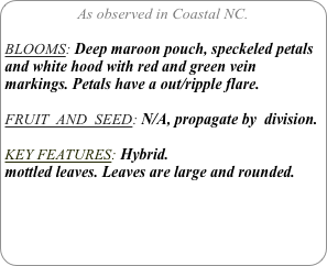As observed in Coastal NC.

BLOOMS: Deep maroon pouch, speckeled petals and white hood with red and green vein markings. Petals have a out/ripple flare.

FRUIT  AND  SEED: N/A, propagate by  division.

KEY FEATURES: Hybrid.
mottled leaves. Leaves are large and rounded.

