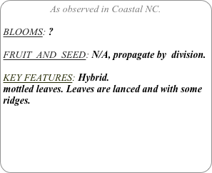 As observed in Coastal NC.

BLOOMS: ?

FRUIT  AND  SEED: N/A, propagate by  division.

KEY FEATURES: Hybrid.
mottled leaves. Leaves are lanced and with some ridges.

