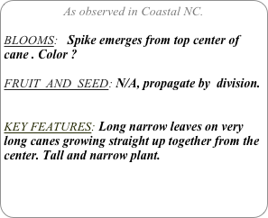 As observed in Coastal NC.

BLOOMS:   Spike emerges from top center of cane . Color ?

FRUIT  AND  SEED: N/A, propagate by  division.


KEY FEATURES: Long narrow leaves on very long canes growing straight up together from the center. Tall and narrow plant.