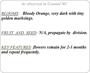 As observed in Coastal NC.

BLOOMS:   Bloody Orange, very dark with tiny golden marksings.


FRUIT  AND  SEED: N/A, propagate by  division.


KEY FEATURES: flowers remain for 2-3 months and repeat frequently.