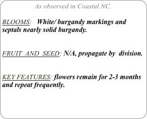 As observed in Coastal NC.

BLOOMS:   White/ burgandy markings and septals nearly solid burgandy.


FRUIT  AND  SEED: N/A, propagate by  division.


KEY FEATURES: flowers remain for 2-3 months and repeat frequently.