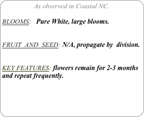 As observed in Coastal NC.

BLOOMS:   Pure White, large blooms.


FRUIT  AND  SEED: N/A, propagate by  division.


KEY FEATURES: flowers remain for 2-3 months and repeat frequently.