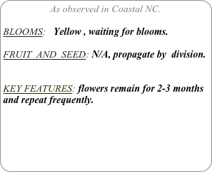 As observed in Coastal NC.

BLOOMS:   Yellow , waiting for blooms.

FRUIT  AND  SEED: N/A, propagate by  division.


KEY FEATURES: flowers remain for 2-3 months and repeat frequently.