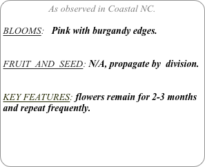 As observed in Coastal NC.

BLOOMS:   Pink with burgandy edges.


FRUIT  AND  SEED: N/A, propagate by  division.


KEY FEATURES: flowers remain for 2-3 months and repeat frequently.