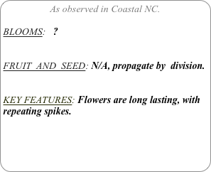 As observed in Coastal NC.

BLOOMS:   ?


FRUIT  AND  SEED: N/A, propagate by  division.


KEY FEATURES: Flowers are long lasting, with repeating spikes.