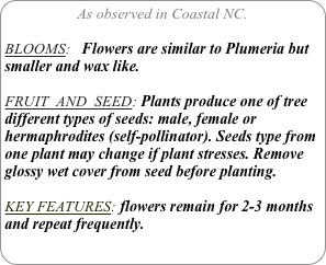 As observed in Coastal NC.

BLOOMS:   Flowers are similar to Plumeria but smaller and wax like.

FRUIT  AND  SEED: Plants produce one of tree different types of seeds: male, female or hermaphrodites (self-pollinator). Seeds type from one plant may change if plant stresses. Remove glossy wet cover from seed before planting.

KEY FEATURES: flowers remain for 2-3 months and repeat frequently.
