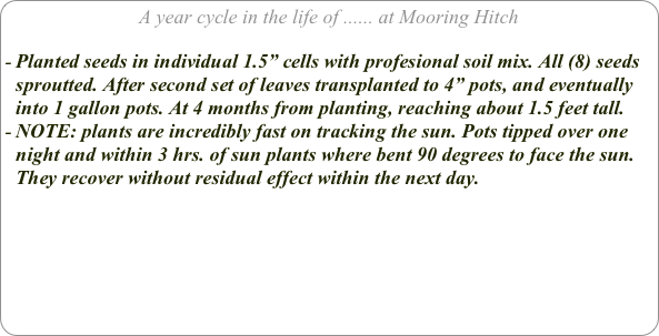 A year cycle in the life of ...... at Mooring Hitch

Planted seeds in individual 1.5” cells with profesional soil mix. All (8) seeds sproutted. After second set of leaves transplanted to 4” pots, and eventually into 1 gallon pots. At 4 months from planting, reaching about 1.5 feet tall.
NOTE: plants are incredibly fast on tracking the sun. Pots tipped over one night and within 3 hrs. of sun plants where bent 90 degrees to face the sun. They recover without residual effect within the next day.