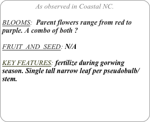 As observed in Coastal NC.

BLOOMS:  Parent flowers range from red to purple. A combo of both ?

FRUIT  AND  SEED: N/A

KEY FEATURES: fertilize during gorwing season. Single tall narrow leaf per pseudobulb/stem.