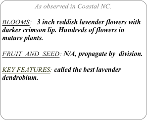 As observed in Coastal NC.

BLOOMS:   3 inch reddish lavender flowers with darker crimson lip. Hundreds of flowers in mature plants.

FRUIT  AND  SEED: N/A, propagate by  division.

KEY FEATURES: called the best lavender dendrobium.