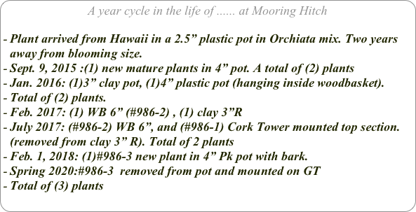 A year cycle in the life of ...... at Mooring Hitch

Plant arrived from Hawaii in a 2.5” plastic pot in Orchiata mix. Two years away from blooming size.
Sept. 9, 2015 :(1) new mature plants in 4” pot. A total of (2) plants
Jan. 2016: (1)3” clay pot, (1)4” plastic pot (hanging inside woodbasket).
Total of (2) plants.
Feb. 2017: (1) WB 6” (#986-2) , (1) clay 3”R
July 2017: (#986-2) WB 6”, and (#986-1) Cork Tower mounted top section. (removed from clay 3” R). Total of 2 plants
Feb. 1, 2018: (1)#986-3 new plant in 4” Pk pot with bark.
Spring 2020:#986-3  removed from pot and mounted on GT
Total of (3) plants
