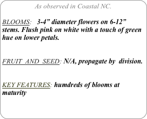 As observed in Coastal NC.

BLOOMS:   3-4” diameter flowers on 6-12” stems. Flush pink on white with a touch of green hue on lower petals.


FRUIT  AND  SEED: N/A, propagate by  division.


KEY FEATURES: humdreds of blooms at maturity