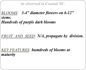 As observed in Coastal NC.

BLOOMS:   3-4” diameter flowers on 6-12” stems.
Hundreds of purple dark blooms


FRUIT  AND  SEED: N/A, propagate by  division.


KEY FEATURES: humdreds of blooms at maturity