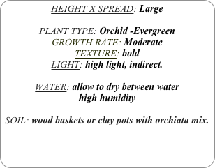 HEIGHT X SPREAD: Large

PLANT TYPE: Orchid -Evergreen
GROWTH RATE: Moderate
TEXTURE: bold
LIGHT: high light, indirect.

WATER: allow to dry between water
high humidity 

SOIL: wood baskets or clay pots with orchiata mix.

