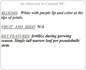As observed in Coastal NC.

BLOOMS:  White with purple lip and color at the tips of petals.

FRUIT  AND  SEED: N/A

KEY FEATURES: fertilize during gorwing season. Single tall narrow leaf per pseudobulb/stem.