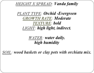 HEIGHT X SPREAD: Vanda family

PLANT TYPE: Orchid -Evergreen
GROWTH RATE: Moderate
TEXTURE: bold
LIGHT: high light, indirect.

WATER: water daily.
high humidity 

SOIL: wood baskets or clay pots with orchiata mix.

