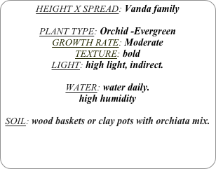 HEIGHT X SPREAD: Vanda family

PLANT TYPE: Orchid -Evergreen
GROWTH RATE: Moderate
TEXTURE: bold
LIGHT: high light, indirect.

WATER: water daily.
high humidity 

SOIL: wood baskets or clay pots with orchiata mix.
