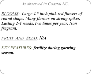 As observed in Coastal NC.

BLOOMS:  Large 4.5 inch pink red flowers of round shape. Many flowers on strong spikes. Lasting 2-4 weeks, two times per year. Non fragrant.

FRUIT  AND  SEED: N/A

KEY FEATURES: fertilize during gorwing season. 