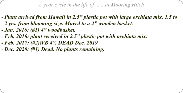 A year cycle in the life of ...... at Mooring Hitch

Plant arrived from Hawaii in 2.5” plastic pot with large orchiata mix. 1.5 to 2 yrs. from blooming size. Moved to a 4” wooden basket.
Jan. 2016: (#1) 4” woodbasket.
Feb. 2016: plant received in 2.5” plastic pot with orchiata mix.
Feb. 2017: (#2)WB 4”. DEAD Dec. 2019
Dec. 2020: (#1) Dead. No plants remaining.