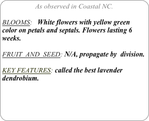 As observed in Coastal NC.

BLOOMS:   White flowers with yellow green color on petals and septals. Flowers lasting 6 weeks.

FRUIT  AND  SEED: N/A, propagate by  division.

KEY FEATURES: called the best lavender dendrobium.