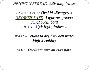 HEIGHT X SPREAD: tall/ long leaves

PLANT TYPE: Orchid -Evergreen
GROWTH RATE: Vigorous grower
TEXTURE: bold
LIGHT: high light, indirect.

WATER: allow to dry between water
high humidity 

SOIL: Orchiata mix on clay pots.
