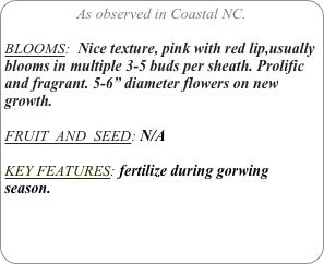 As observed in Coastal NC.

BLOOMS:  Nice texture, pink with red lip,usually blooms in multiple 3-5 buds per sheath. Prolific and fragrant. 5-6” diameter flowers on new growth.

FRUIT  AND  SEED: N/A

KEY FEATURES: fertilize during gorwing season.