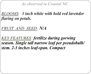 As observed in Coastal NC.

BLOOMS:  3 inch white with bold red lavender flaring on petals.

FRUIT  AND  SEED: N/A

KEY FEATURES: fertilize during gorwing season. Single tall narrow leaf per pseudobulb/stem. 2-3 inches leaf-span. Compact