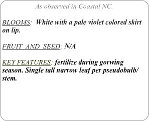 As observed in Coastal NC.

BLOOMS:  White with a pale violet colored skirt on lip. 

FRUIT  AND  SEED: N/A

KEY FEATURES: fertilize during gorwing season. Single tall narrow leaf per pseudobulb/stem.