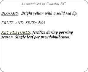 As observed in Coastal NC.

BLOOMS:  Bright yellow with a solid red lip.

FRUIT  AND  SEED: N/A

KEY FEATURES: fertilize during gorwing season. Single leaf per pseudobulb/stem.