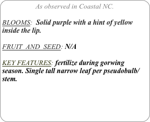 As observed in Coastal NC.

BLOOMS:  Solid purple with a hint of yellow inside the lip.

FRUIT  AND  SEED: N/A

KEY FEATURES: fertilize during gorwing season. Single tall narrow leaf per pseudobulb/stem.