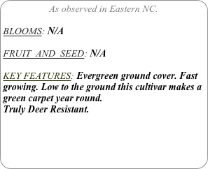 As observed in Eastern NC.

BLOOMS: N/A

FRUIT  AND  SEED: N/A

KEY FEATURES: Evergreen ground cover. Fast growing. Low to the ground this cultivar makes a green carpet year round.
Truly Deer Resistant.
