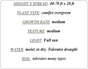 HEIGHT X SPREAD: 40-70 ft x 20 ft

PLANT TYPE: conifer evergreen

GROWTH RATE: medium

TEXTURE: medium

LIGHT: Full sun

WATER: moist, to dry. Tolerates drought

SOIL: tolerates many types
