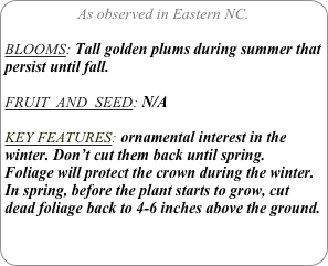 As observed in Eastern NC.

BLOOMS: Tall golden plums during summer that persist until fall.

FRUIT  AND  SEED: N/A

KEY FEATURES: ornamental interest in the winter. Don’t cut them back until spring.  Foliage will protect the crown during the winter.  In spring, before the plant starts to grow, cut dead foliage back to 4-6 inches above the ground.
